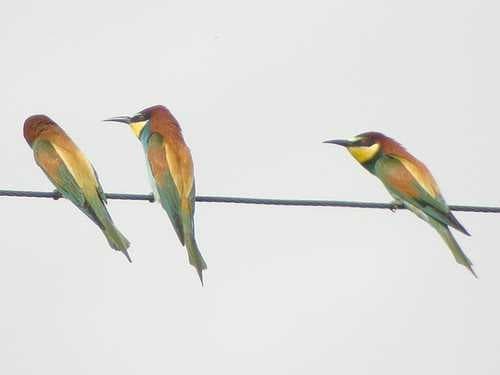 Sample of Bee eater