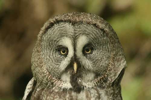 Sample of Great grey owl