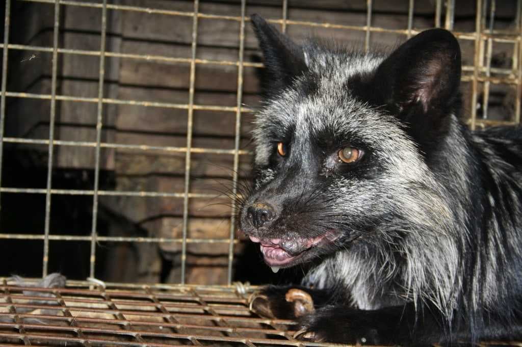 Sample of Fox