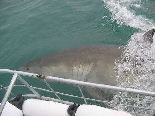 Sample of Great white shark