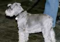 Sample of Wire haired fox terrier