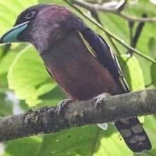 Sample of Banded broadbill