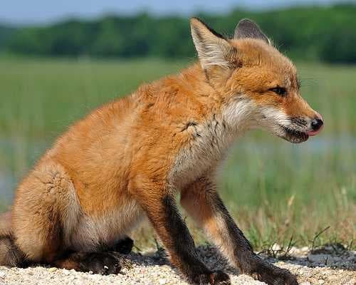 Sample of Kit fox