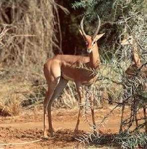 Sample of Gerenuk
