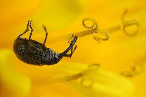 Sample of Weevil