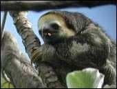 Sample of Three toed sloth