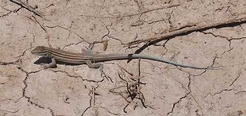 Whiptail image dataset preview