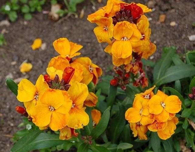 Sample of Wallflower