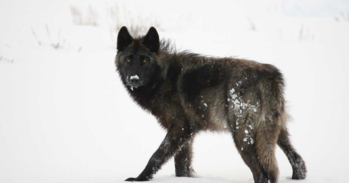 Sample of Wolf
