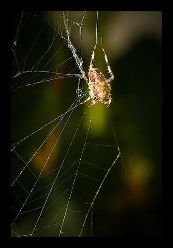 Sample of Barn spider