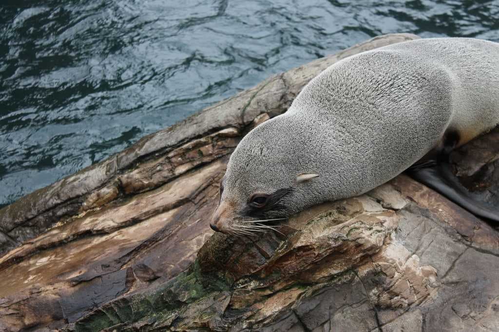 Sample of Harbor seal