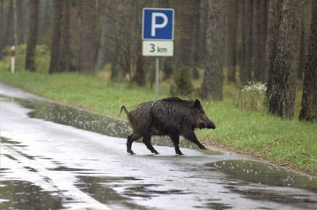 Sample of Wild boar
