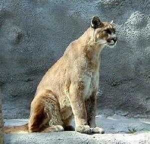 Sample of Cougar body