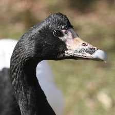 Magpie goose image dataset preview