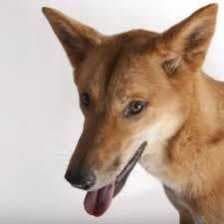 Sample of Dingo