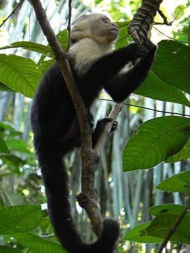 Sample of Capuchin