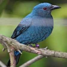 Sample of Fairy bluebird