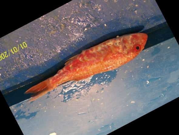 Sample of Red mullet