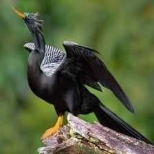Sample of Anhinga