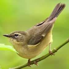 Sample of Black throated warbler
