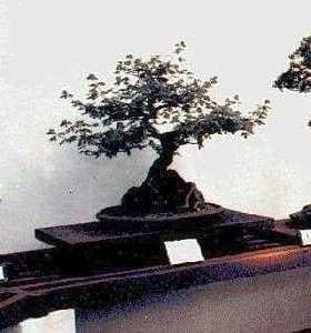 Sample of Bonsai