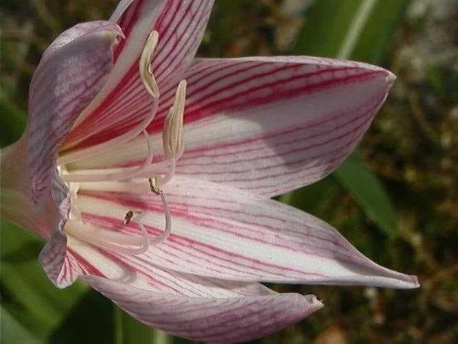 Hippeastrum image dataset preview