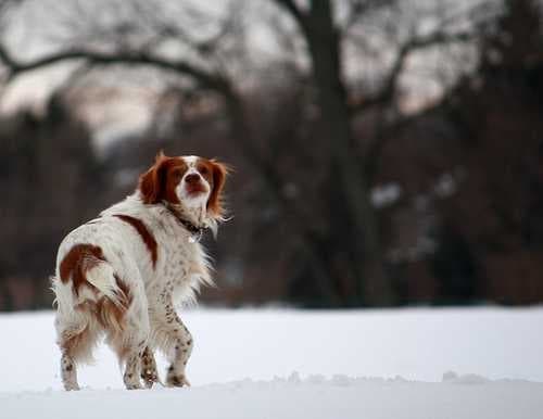 Sample of Brittany spaniel