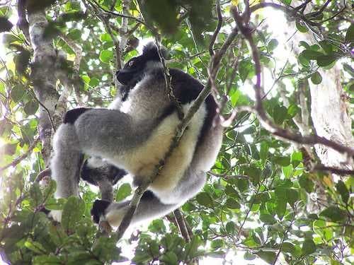 Indri image dataset preview