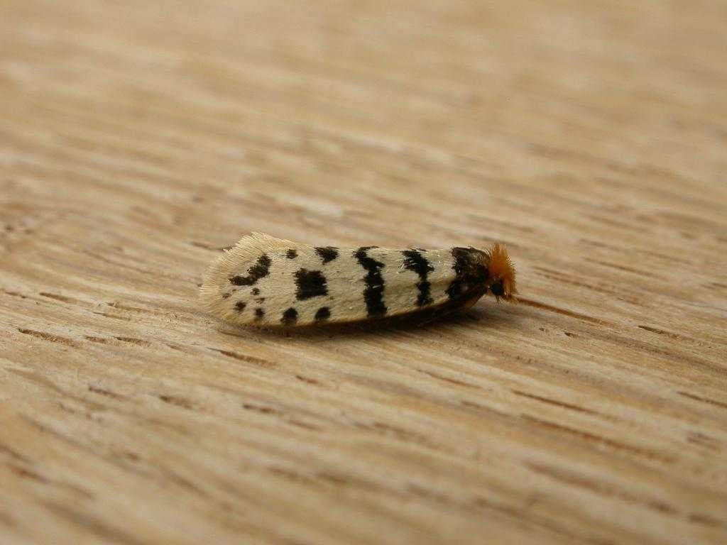 Moths and butterflies image dataset preview