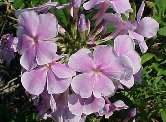 Sample of Garden phlox