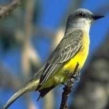 Sample of Couchs kingbird