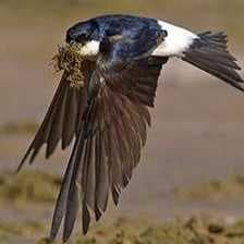 Sample of Common house martin