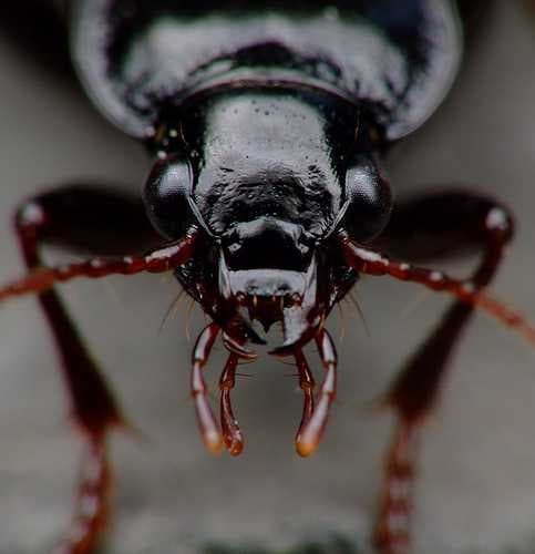 Sample of Ground beetle