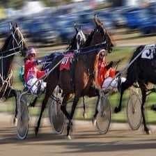 Sample of Harness racing