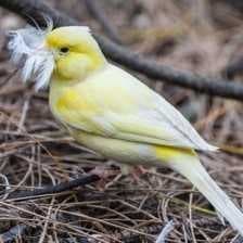 Canary image dataset preview