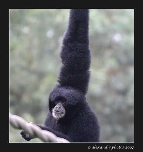 Sample of Siamang
