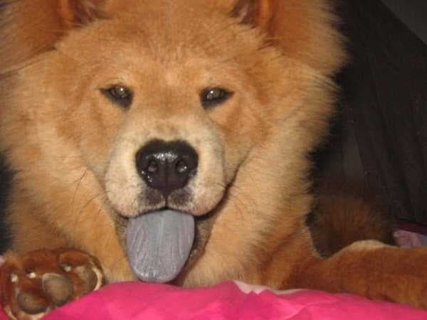 Eskimo dog image dataset preview