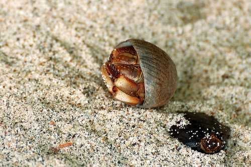 Sample of Hermit crab