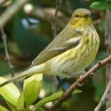 Sample of Cape may warbler