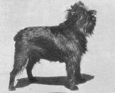Sample of Affenpinscher