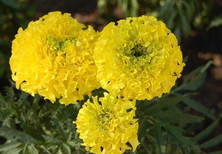 Marigold image dataset preview