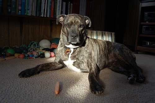 Sample of American pit bull terrier