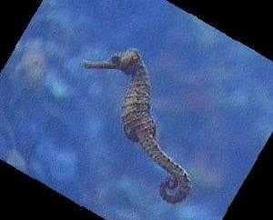 Sea horse image dataset preview