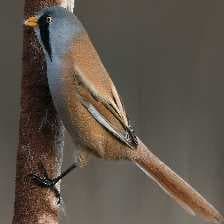 Sample of Bearded reedling
