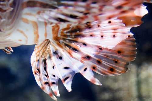 Sample of Lionfish