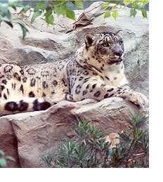 Sample of Snow leopard