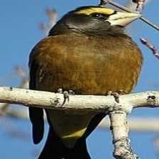 Sample of Evening grosbeak