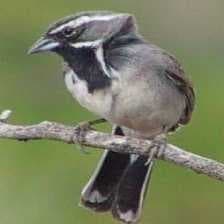 Sample of Black throated sparrow