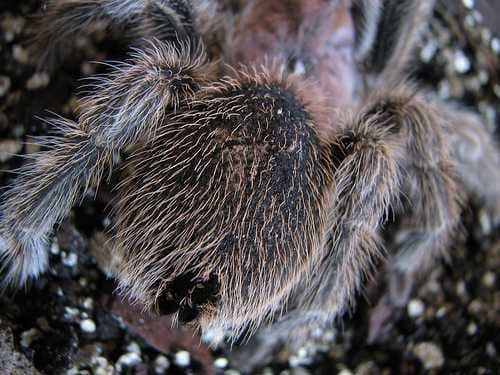 Sample of Tarantula