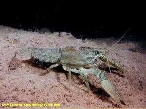 Sample of Crayfish